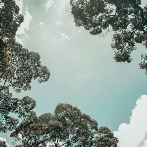 Sunlight filtering through green leaves creating a peaceful atmosphere.